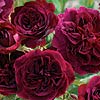 Rosa 'Munstead Wood'