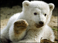 O ursinho Knut