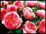 Alnwick Castle Rose photo Alnwick Gardens