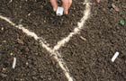sowing