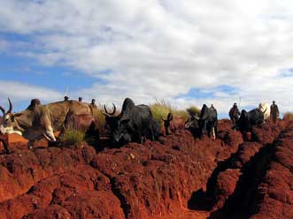 Rough road: the red laterite is eroded by rain and zebu