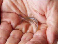 Candiru