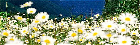 Daisies
