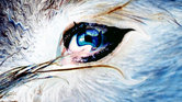 Eye for an Eye...