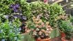 Clematis dispaly