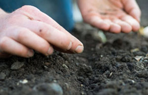 Sowing