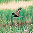 Marsh Harrier (Image c/o RSPB Images and Andy Hay)