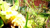 Garden.