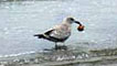 Joyce Watson captured this cheeky seagull catching its breakfast