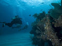 The coral reefs of the Bahamas