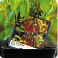 Plant label