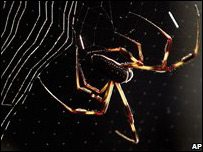 Aranha
