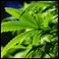 Cannabis