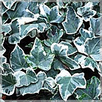 Hedera Glacier