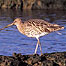 Montrose Basin (Image c/o RSPB Images and Chris Gomersall)