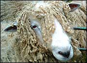 Sheep