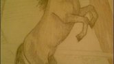 Playful Horse...