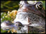 Frogs
