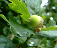 acorn