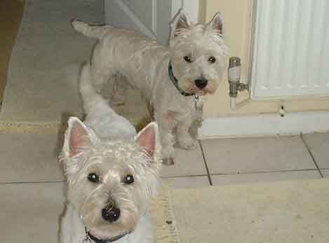 Dogs