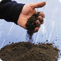 Sandy or gravelly soil