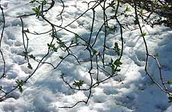 Tree buds in winter