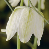 Fritillaria meleagris var unicolor subvar  Alba