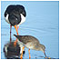 Oystercatcher c/o Richard Smith 