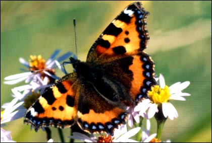 Butterlfy