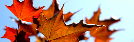 Autumnal leaves