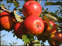 Red apples on the tree