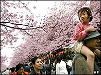 cherry blossom