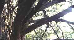 Trees