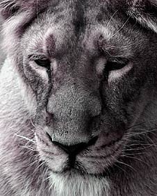 Black lion