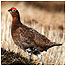 Red Grouse c/o RSPB  Images/Tom Marshall