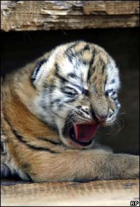 Tigre siberiano (Foto de Arquivo)