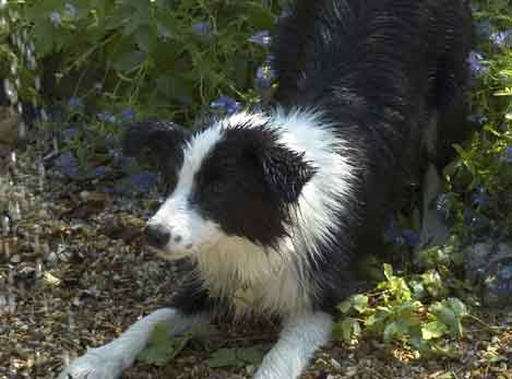 Fen