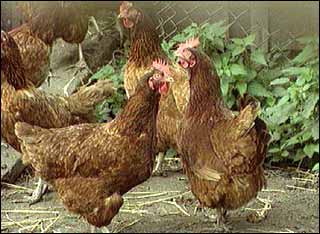 Chickens