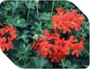 Half-hardy perennials
