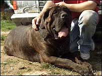 Kell the dog