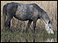 New Forest Commoners' photyo exhibition