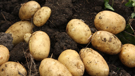 Tatws yn y pridd