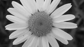 Forgotten flower...