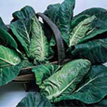 Summer cabbage 'Hispi'.  Image supplied by Dobies