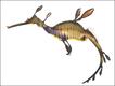 Dragão-marinho (Phyllopteryx taeniolatus)  - Fotos: Dorling Kindersley (DK) Books, 'The Natural History Book: The Ultimate Visual Guide to Everything on Earth'.