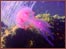 Sea Nettle Jellyfish