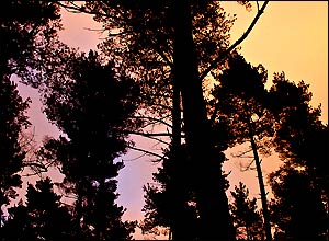 Swinley Forest