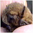 Pipistrelle Bat