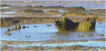 seahenge. 