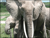 Elefante